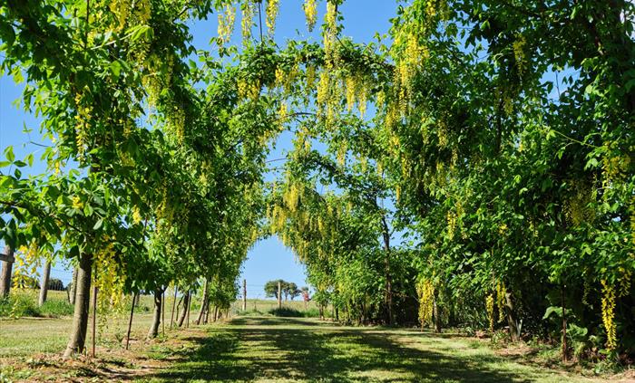 Laburnum arch in the garden